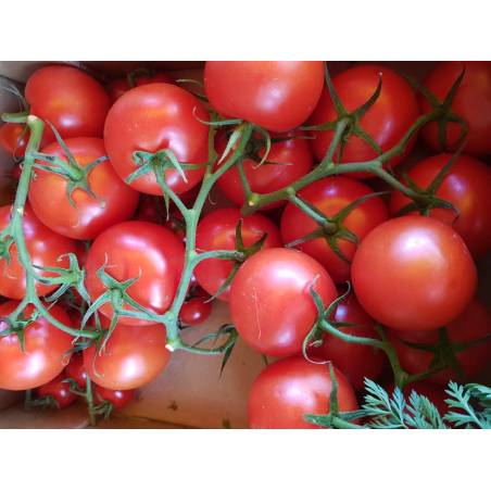 Tomate Grappe (1 kg)
