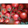 Tomate Grappe (500 gr)